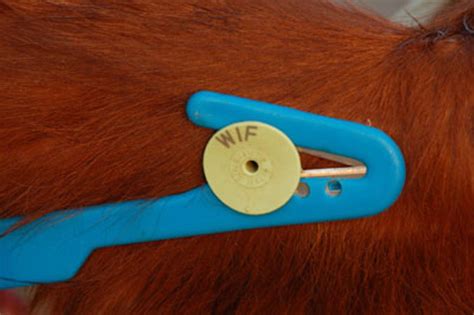 rfid ear tags for sheep|allflex livestock ear tags.